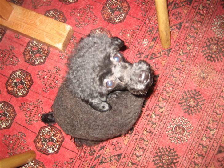 Toypuddel Thorsteds Black Berta - det var ikke mig der tissede på guklvet, det var katten! billede 9