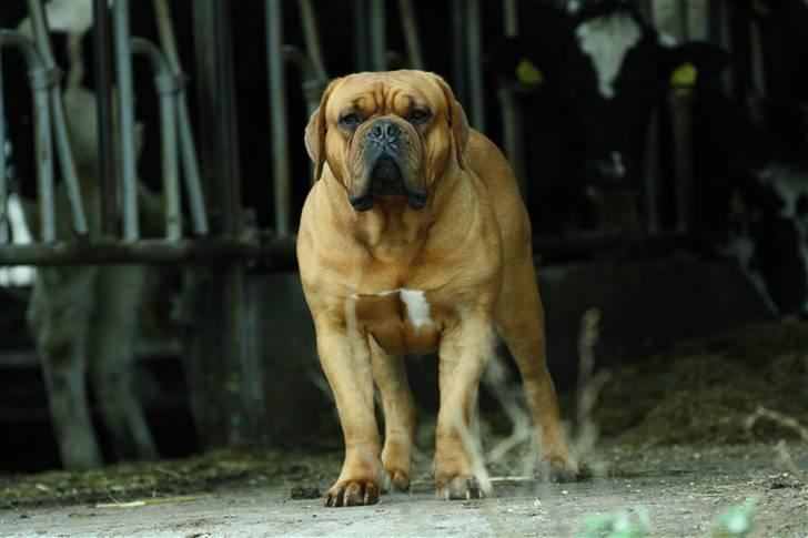 Dogue de bordeaux samia (Himmelhund) billede 1