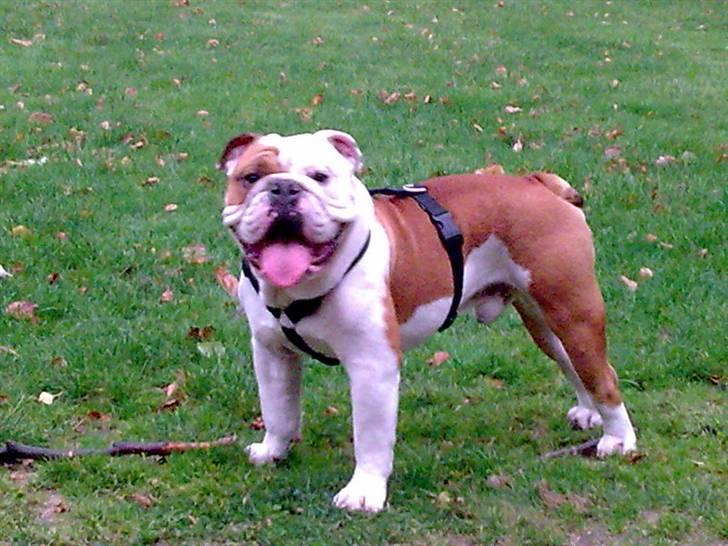 Engelsk bulldog Silas R.I.P billede 20