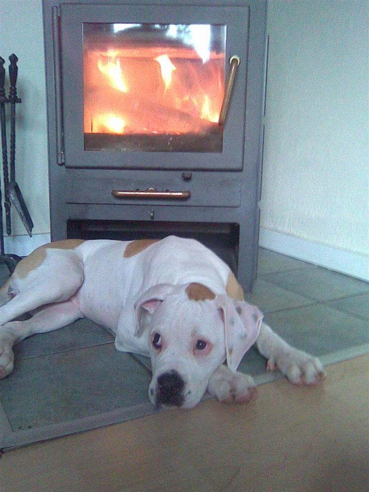 Amerikansk bulldog Trunte - Hygge foran baændeovnen! billede 17