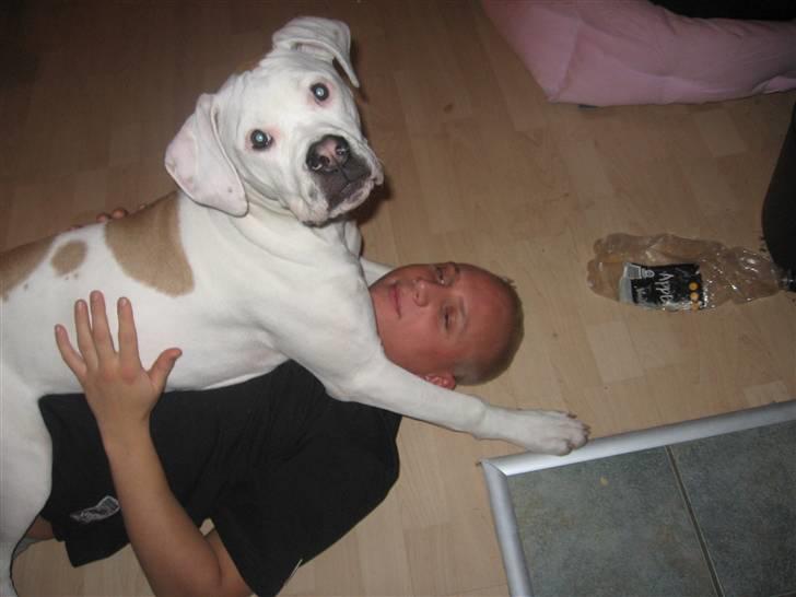 Amerikansk bulldog Trunte billede 18