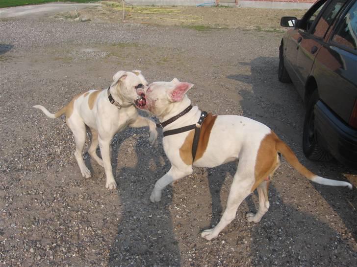 Amerikansk bulldog Trunte billede 19