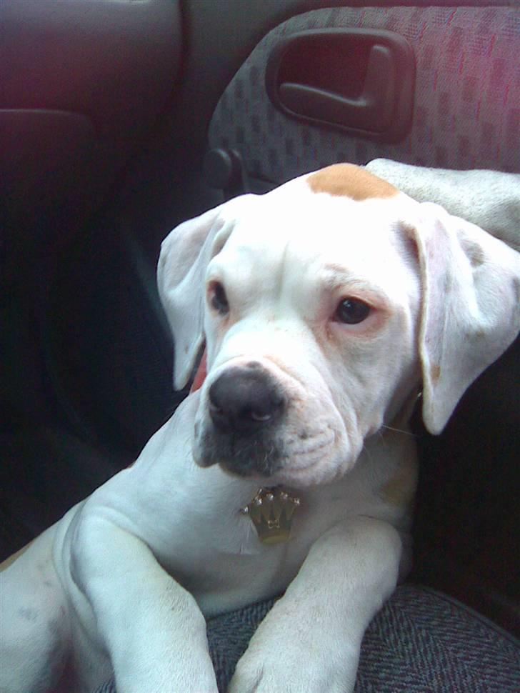 Amerikansk bulldog Trunte - Ude og køre i bil :D billede 20
