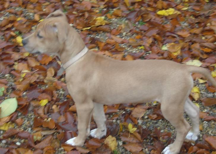 Amerikansk staffordshire terrier - .::.Chica .::. billede 7