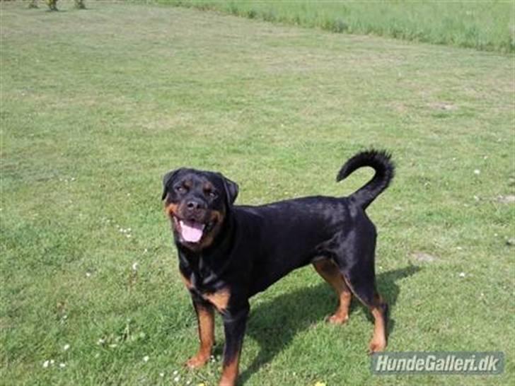 Rottweiler Bella *MIT ET & ALT* *R.I.P*  - Skal ví lege ? :D billede 1