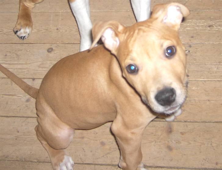 Amerikansk staffordshire terrier - .::.Chica .::. billede 8