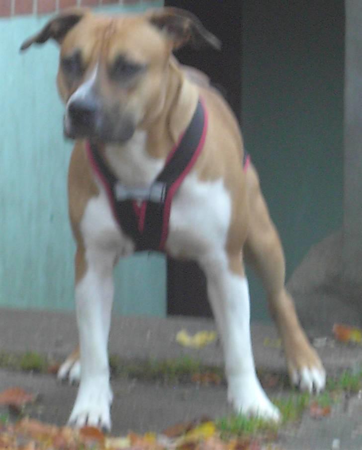 Amerikansk staffordshire terrier ~*~*~*~ Angie ~*~*~*~ billede 9