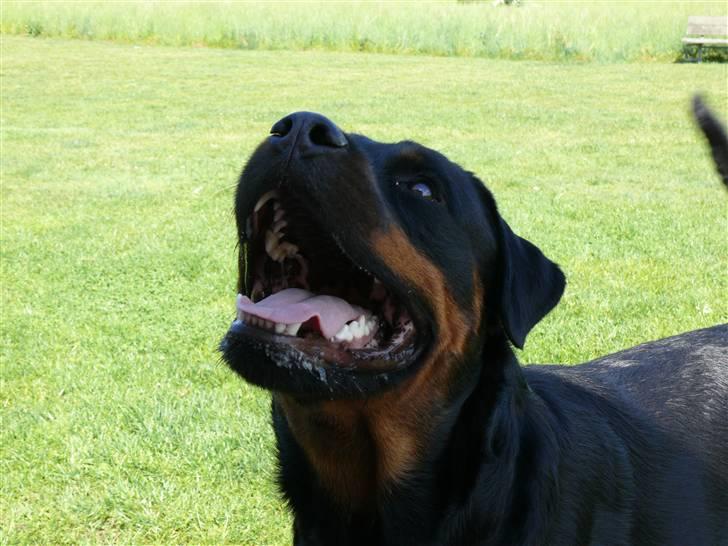 Rottweiler Bella *MIT ET & ALT* *R.I.P*  - Giv mig bolden, så vi kan lege :D billede 5