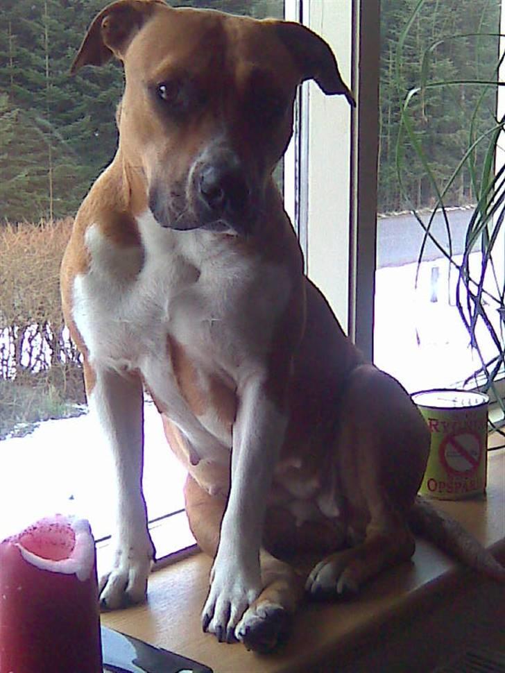 Amerikansk staffordshire terrier ~*~*~*~ Angie ~*~*~*~ billede 10