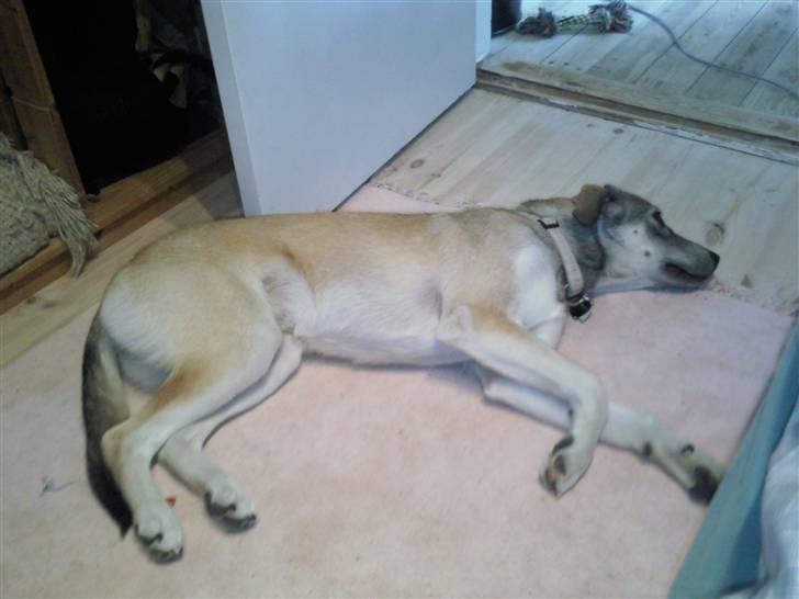 Blanding af racer Angel ** i hundehimlen** - zZZzzzzZz angel tager sig li en lur .. billede 19