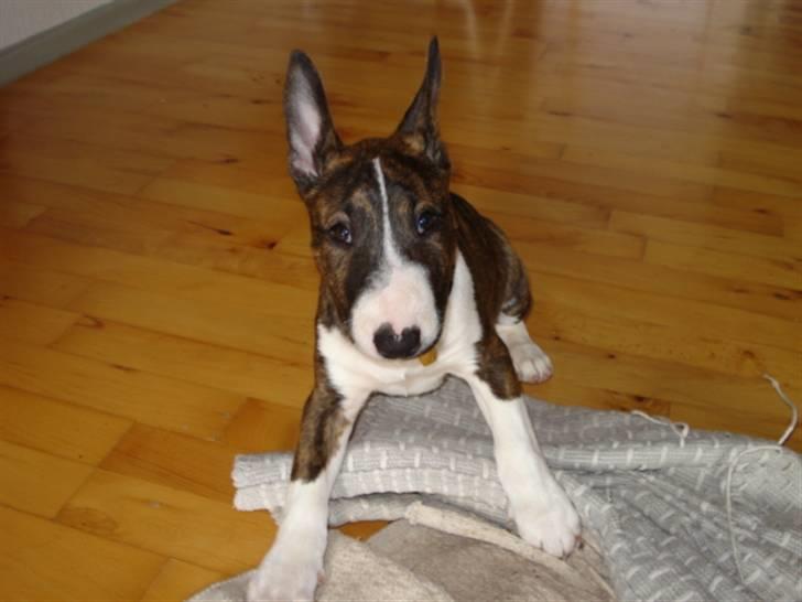 Bullterrier Lilli - Lillis ører har lige rejst sig:) billede 1