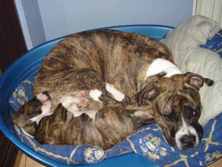 Bullterrier Lilli - Lilli og hendes bedste ven Dolly tar en lur efter en meget vild leg billede 2