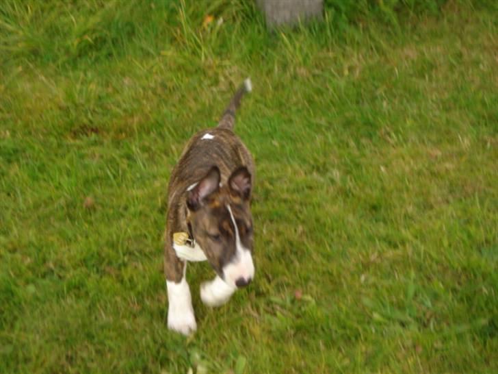 Bullterrier Lilli - Lilli på tur i parken billede 3