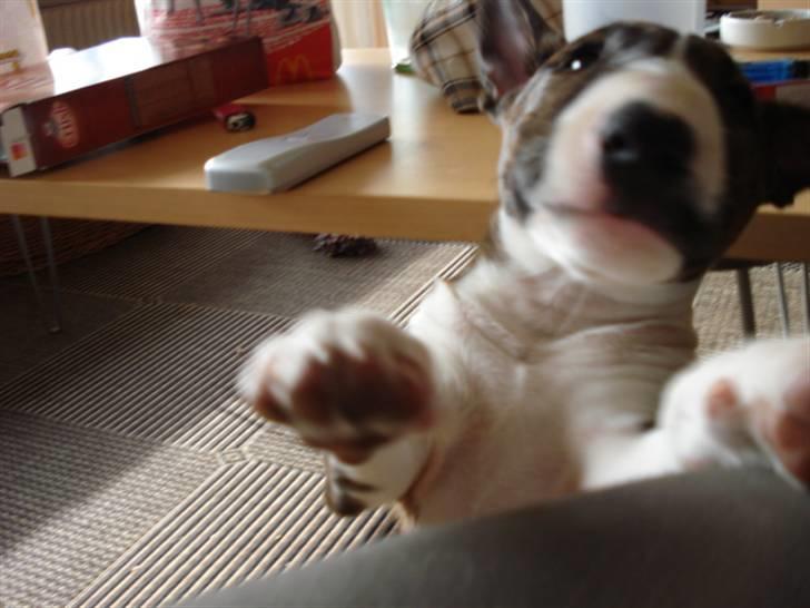 Bullterrier Lilli - Lilli der forsøger at komme op i sofaen:) billede 4