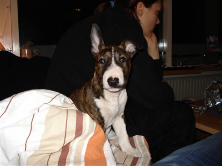 Bullterrier Lilli - Lilli der ser film med mor og far billede 5