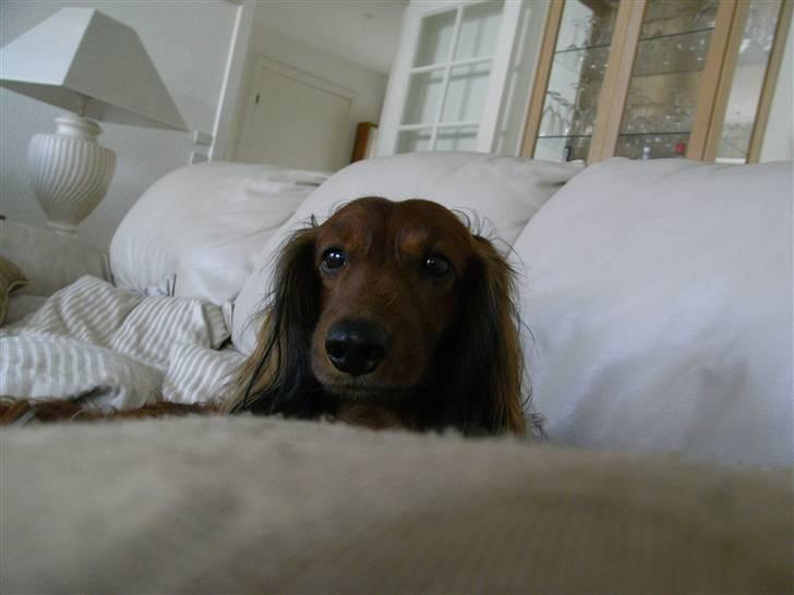 Dværggravhund Nuggi - hygge i sofaen billede 5