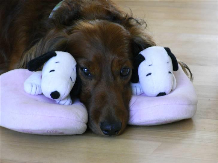 Dværggravhund Nuggi - sødt ik? hihi ;) bare lidt ærgeligt med det ene øje billede 6