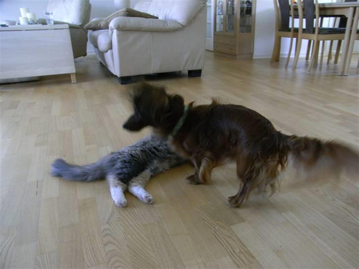 Dværggravhund Nuggi - skal vi ikke lege?  billede 7