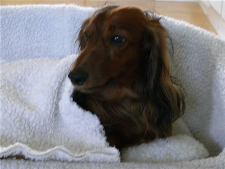 Dværggravhund Nuggi - jeg tar´mig lige en lur ;) billede 8