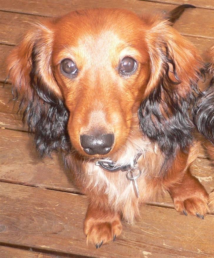 Dværggravhund  Anton  Himmelhund billede 13