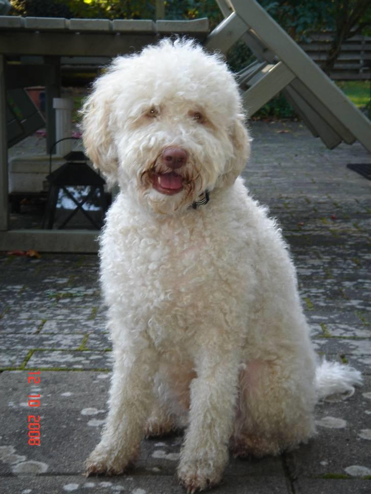 Lagotto romagnolo Luna billede 10