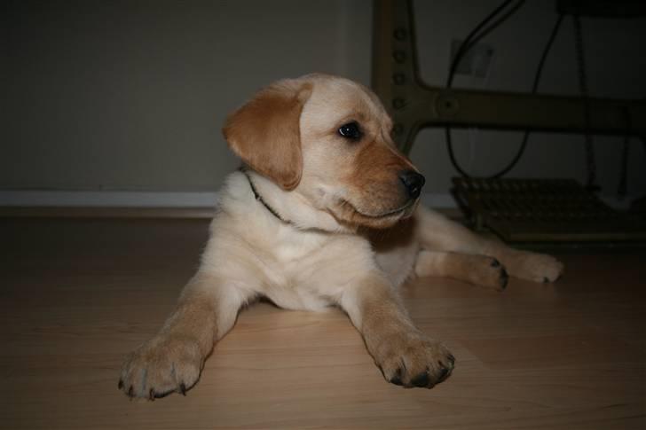 Labrador retriever Nico     31/08 billede 3