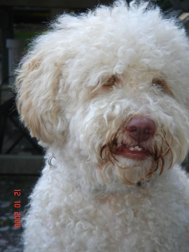 Lagotto romagnolo Luna - Potræt foto [: billede 11