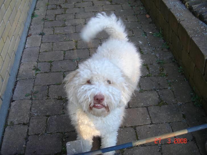 Lagotto romagnolo Luna billede 12