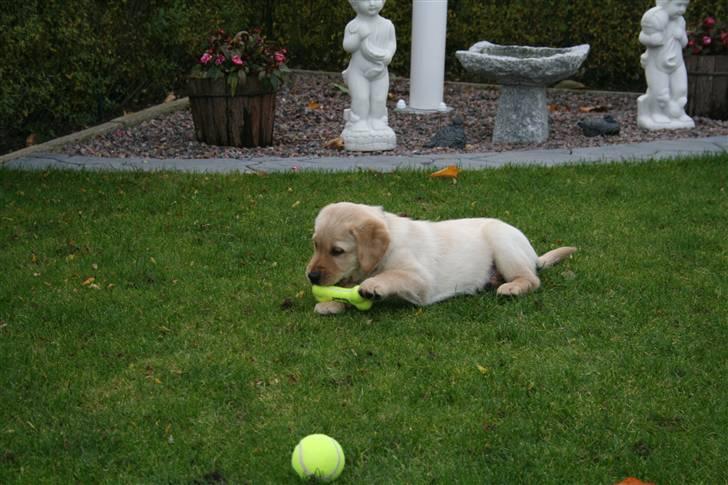 Labrador retriever Nico     31/08 billede 6