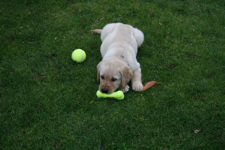 Labrador retriever Nico     31/08 billede 7