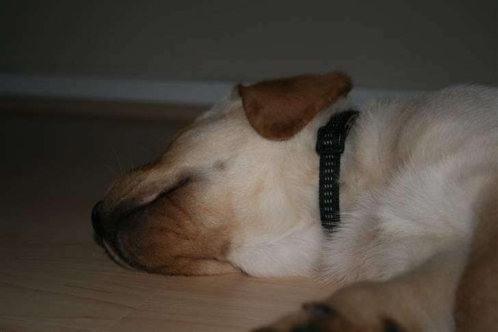 Labrador retriever Nico     31/08 billede 8