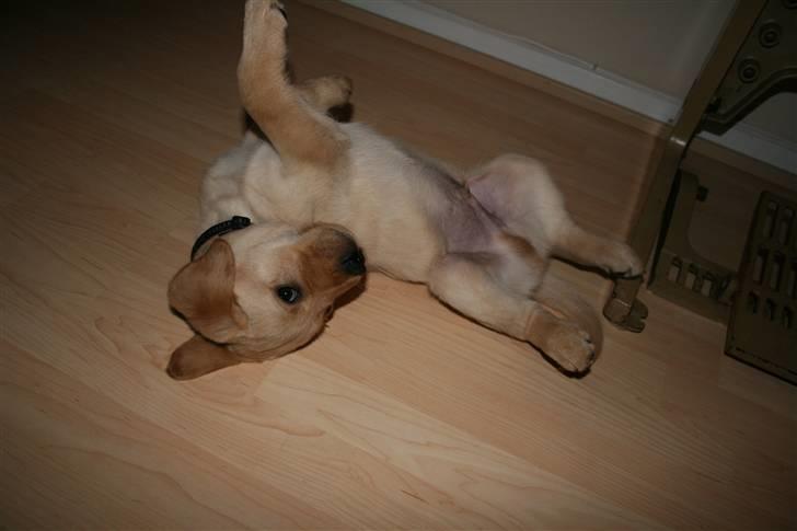 Labrador retriever Nico     31/08 billede 9