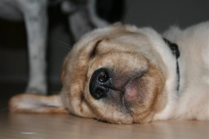 Labrador retriever Nico     31/08 billede 10