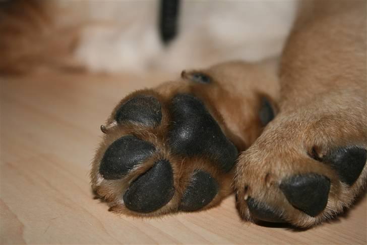 Labrador retriever Nico     31/08 billede 11