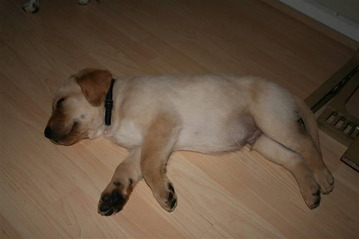 Labrador retriever Nico     31/08 billede 12