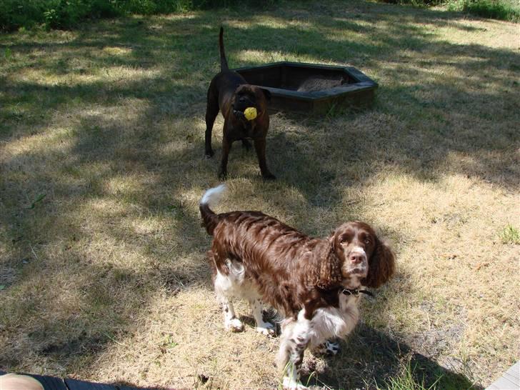Engelsk springer spaniel Laika billede 2