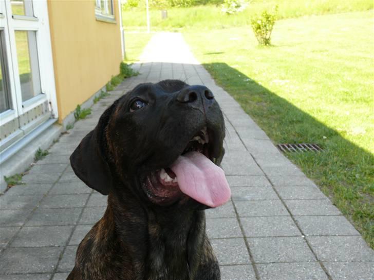 Cane corso Kiki - Giv mig bolden, så vi kan lege :D billede 1