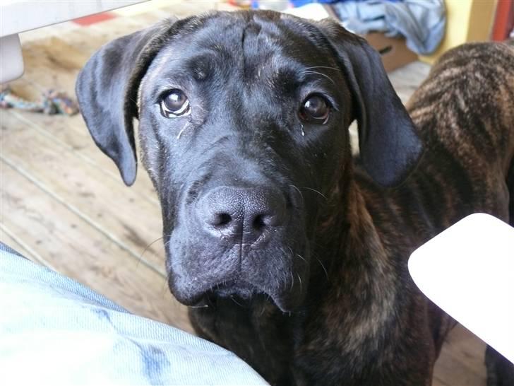 Cane corso Kiki - Se hvor flot jeg er (: billede 2