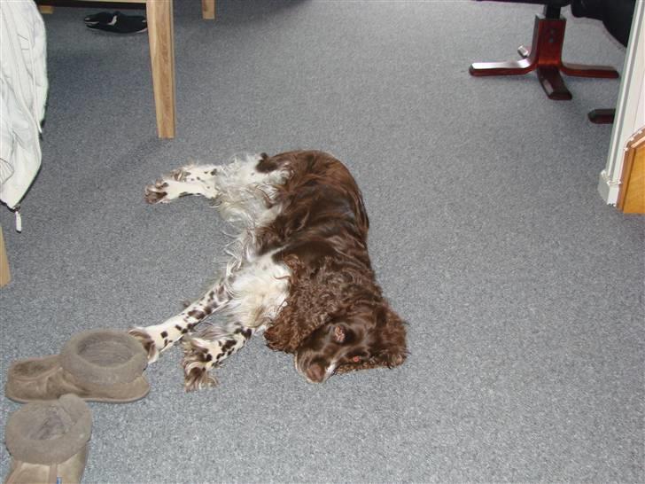 Engelsk springer spaniel Laika billede 3