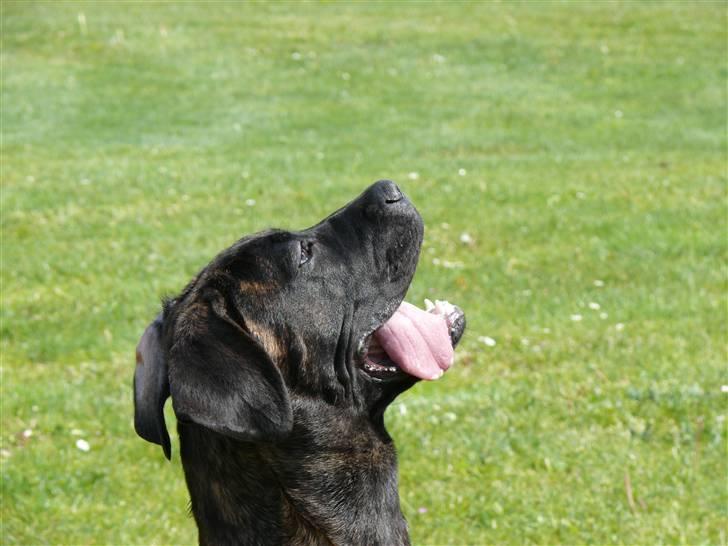 Cane corso Kiki - Den fugl ville jeg gerne have ! billede 3