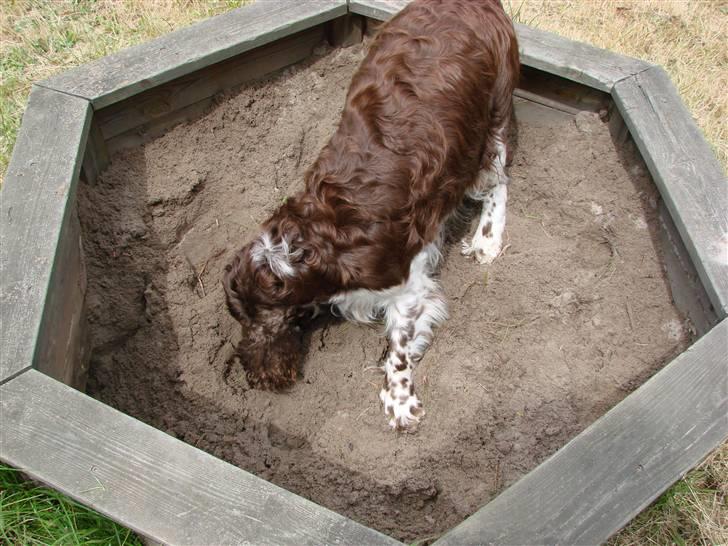 Engelsk springer spaniel Laika billede 4