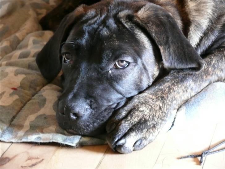 Cane corso Kiki - Lad mig nu sove, ikk flere billeder far ! billede 4