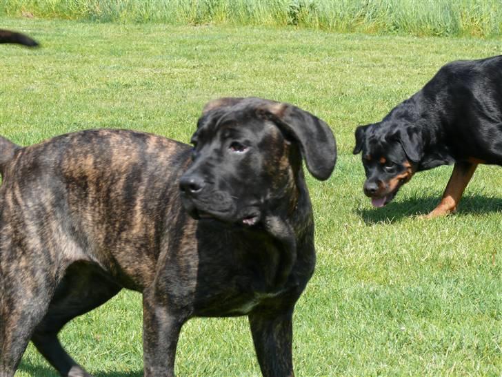 Cane corso Kiki - Kommer der en jeg kender ?  billede 5