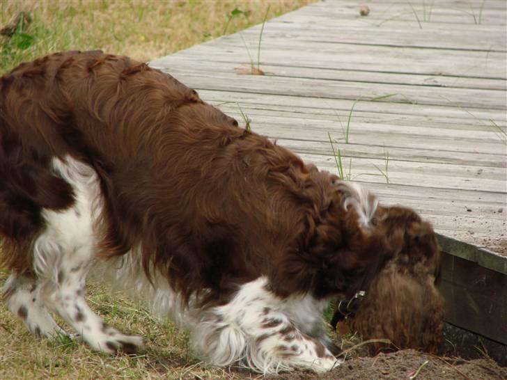 Engelsk springer spaniel Laika billede 5