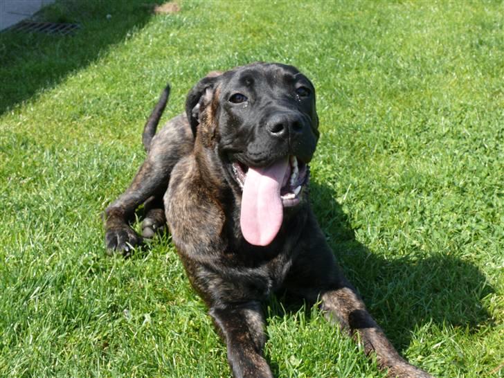 Cane corso Kiki - Det er bare så skønt, at være på marken og lege med Bella, far og mor billede 6