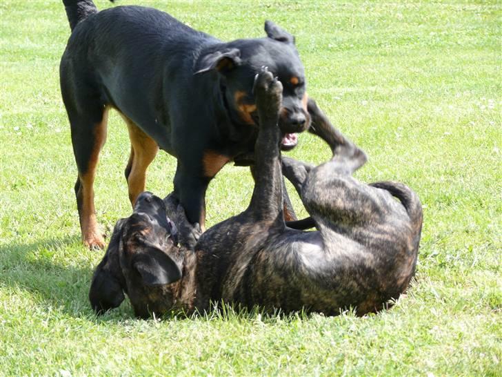 Cane corso Kiki - Slåskamp, jeg skal nok komme øverst !  billede 7