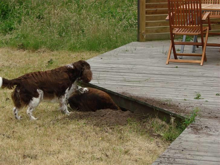 Engelsk springer spaniel Laika billede 6