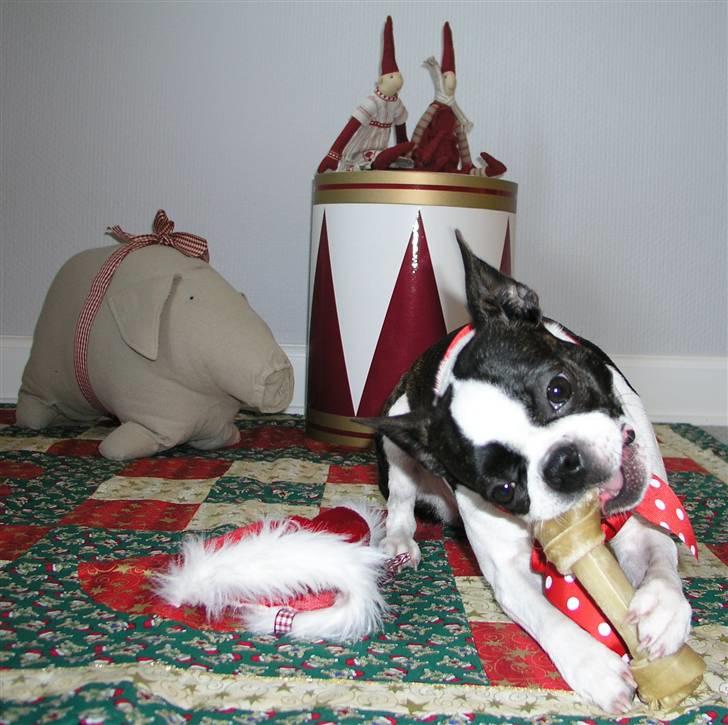 Boston terrier Bella - Juhuu - pause i optagelserne, af med huen og på benet - Glædelig Jul allesammen! billede 1