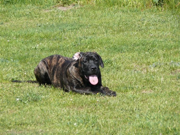 Cane corso Kiki - Så slapper jeg lige af, inden jeg skal løbe videre  billede 8