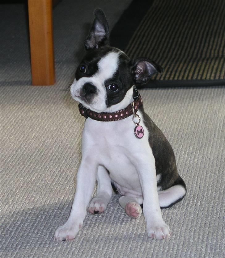 Boston terrier Bella - Føj, så har man fået halsbånd på, det syntes hun ikke om. billede 2
